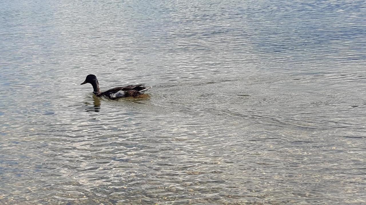 Wildente Am See Maishofen Eksteriør bilde